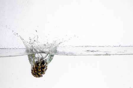 Water Splash Photography: a conifer cone falling in water creating a large splash on a white backgroundの写真素材