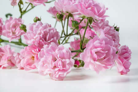 Beautiful rose flowers bunch isolated on white background. The Fairy.の写真素材