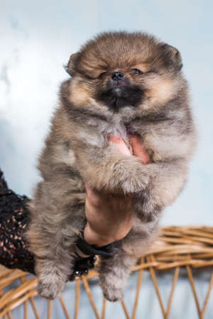 Cute puppy of miniature Pomeranian Spitz Zwergspitz or Dwarf Spitz on a chair. Small dog is two month old.の写真素材