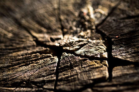 wood textureの写真素材