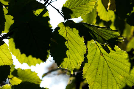 Hazelnut on a branch with green leaves. Late summer in the shrubs with leaves and sunburst. Healthy...