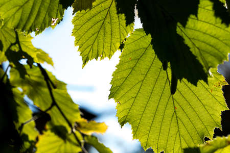 Hazelnut on a branch with green leaves. Late summer in the shrubs with leaves and sunburst. Healthy eating natural protein.の写真素材