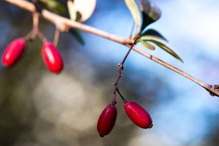 Berberis, commonly known as barberry close up shot. A branch of barberry with red leaves. Floral background. Autumn atmosphere. Warm colors. Nature pattern.の写真素材