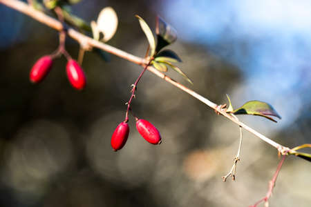 Berberis, commonly known as barberry close up shot. A branch of barberry with red leaves. Floral background. Autumn atmosphere. Warm colors. Nature pattern.の写真素材