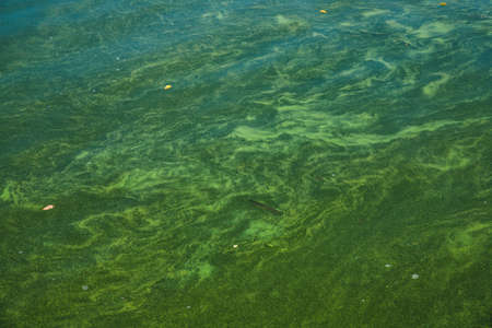 Bog covered with green ooze. Texture of green swamp ooze with insect. Green swamp mud with insect and grass.の写真素材