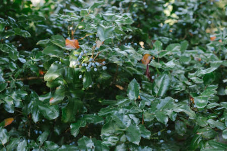 Flowering plant of Mahonia x media, Mahonia japonica buckland, in the garden.