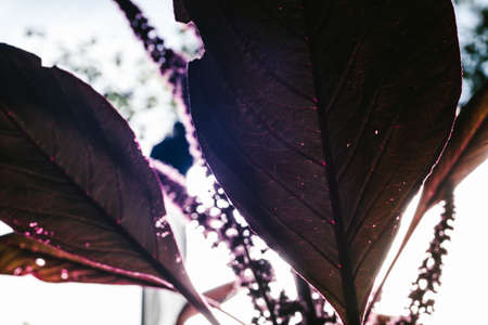 lilac leaf of a plant. lilac bush.