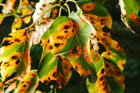 Red spots on the pear leaves. The tree is sick with a fungusの写真素材