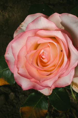 Rose Jumilia hybrid tea strain, bred for cutting.の写真素材