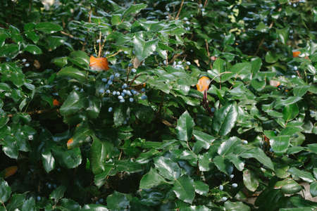 Flowering plant of Mahonia x media, Mahonia japonica buckland, in the garden.の写真素材