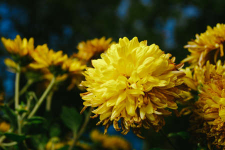 Yellow flowers of rudbeckia laciniata Goldquelle in the openの写真素材