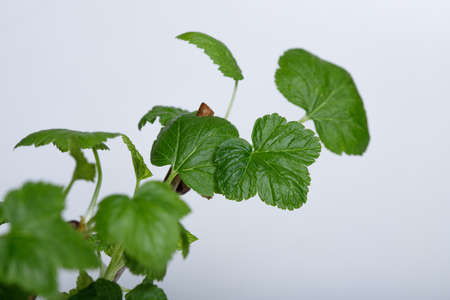 Cuttings of black currant on a white background. Cuttings.の写真素材