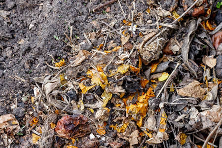 Fresh compost pile, with garden material. Recycled Food. Fertilizer.