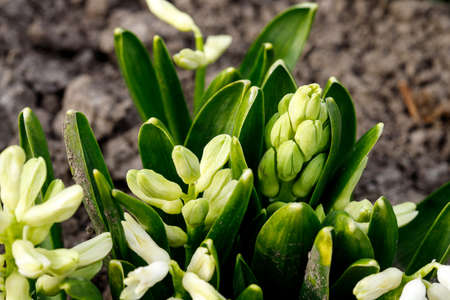 Fresh early spring purple and pink hyacinth bulbs, grown in Land garden , gladiolus and hyacinth....