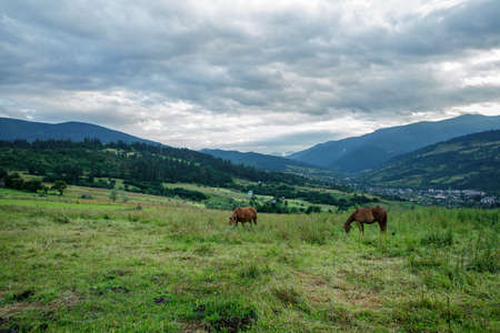 Horses on a beautiful pasture in the mountainsの写真素材