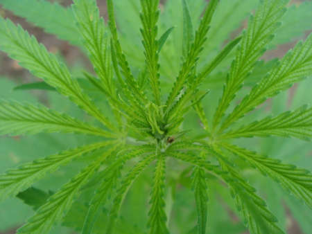 A large number of cannabis flowers the hands of Medetsinsky employee concepts of profuse cultivationの写真素材