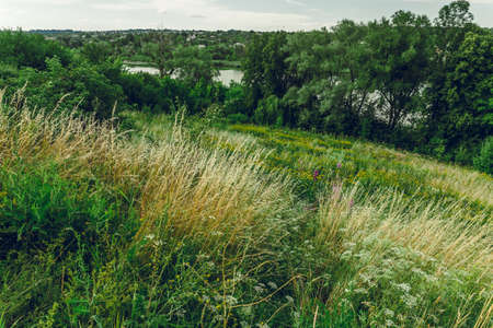 Meadow. Wildflowers and herbs. A beautiful summer day.の写真素材