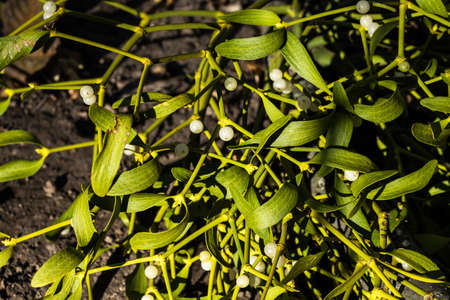 Viscum on a tree,apple tree fell ill with the parasite Viscum albumの写真素材