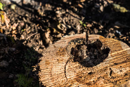 Old rotten wood of a rotten tree. Weathered trees are destroyed. Background or texture. Wood rot-original natural wood texture.の写真素材