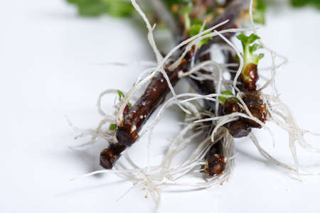 Blackcurrant roots isolated on white background. Cuttings