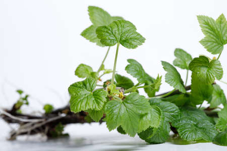 Cuttings of black currant on a white background. Cuttings.