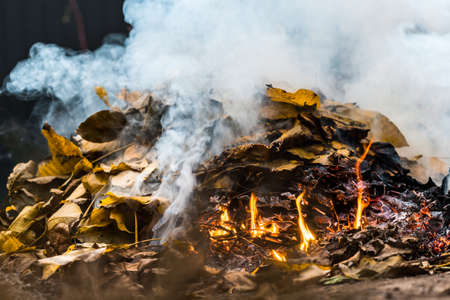 Burning. Autumn bonfire with smoke. Yellow leaves in the smoke.の写真素材