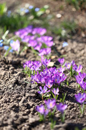 The primroses have blossomed. Saffron. Crocus flowers. First spring flowers.の写真素材