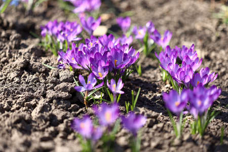 The primroses have blossomed. Saffron. Crocus flowers. First spring flowers.の写真素材