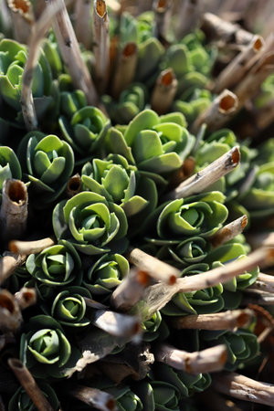 Showy stonecrop, or ice plant (Hylotelephium spectabile) growing in the garden. Common sedum. Beginning of vegetationの写真素材