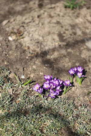 The primroses have blossomed. Saffron. Crocus flowers. First spring flowers.