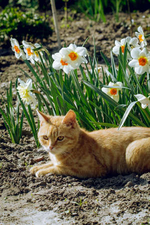 pregnant tabby cat lying down on green grass enjoying the sun. happy cat sleeping in the grass. pregnant cat sunbathing in the garden.tabby cat in black and brown colorsの写真素材