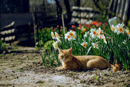 pregnant tabby cat lying down on green grass enjoying the sun. happy cat sleeping in the grass. pregnant cat sunbathing in the garden.tabby cat in black and brown colorsの写真素材