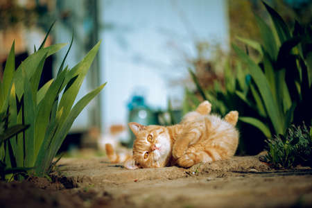 pregnant tabby cat lying down on green grass enjoying the sun. happy cat sleeping in the grass....