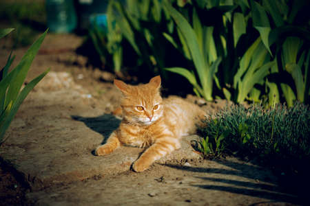 pregnant tabby cat lying down on green grass enjoying the sun. happy cat sleeping in the grass. pregnant cat sunbathing in the garden.tabby cat in black and brown colorsの写真素材