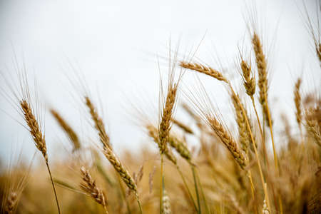 Field of wheat and sunの写真素材