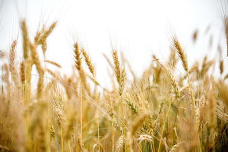 Field of wheat and sun