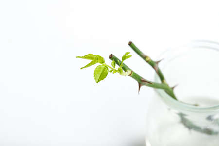 part of the stem roses with thorns isolated on white backgroundの写真素材