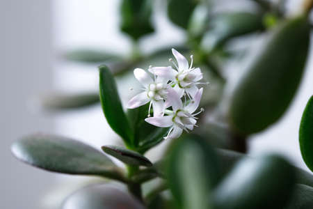 The money tree is blooming. Crassula ovata Bonsai style. Ornamental plant for home.の写真素材