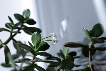 The money tree is blooming. Crassula ovata Bonsai style. Ornamental plant for home.の写真素材