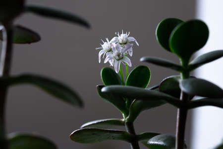 The money tree is blooming. Crassula ovata Bonsai style. Ornamental plant for home.の写真素材