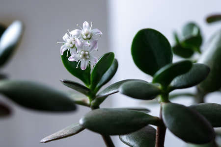The money tree is blooming. Crassula ovata Bonsai style. Ornamental plant for home.の写真素材