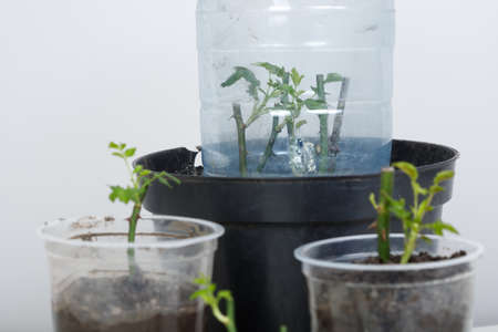 Rose cuttings. On a white background. In the groundの写真素材