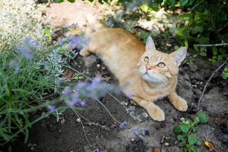 Red cat is resting in the garden. Among beautiful plants. Happy pet life concept.の写真素材