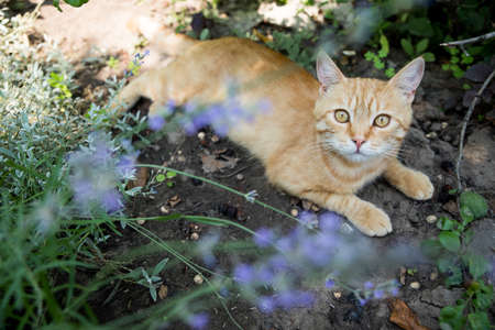 Red cat is resting in the garden. Among beautiful plants. Happy pet life concept.の写真素材