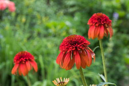 Echinacea purpurea. Flower plant commonly known as coneflower.の写真素材