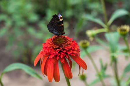 Echinacea purpurea. Flower plant commonly known as coneflower.の写真素材