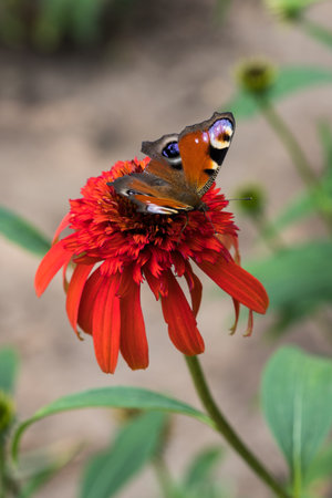 Echinacea purpurea. Flower plant commonly known as coneflower.の写真素材