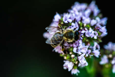 A bee collects pollen from a flower. A bee sits on a flower on a blurred backgroundの写真素材