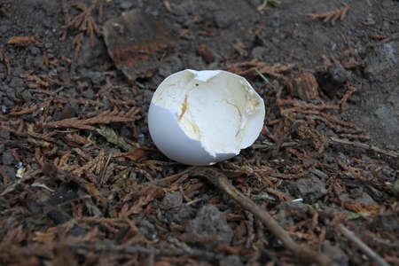 Cracked bird egg on the ground