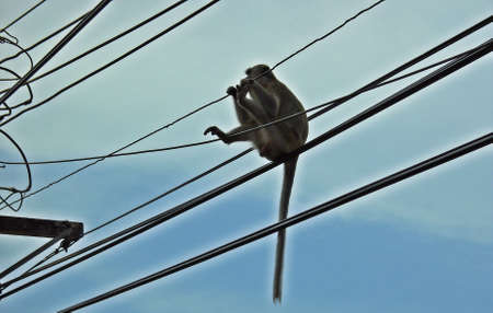 Monkey is playing and sitting on the power line